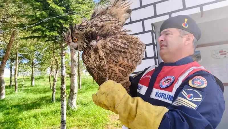 Dikenli Tellere Takılan Puhu, Kurtarılıp Tedavi Altına Alındı!