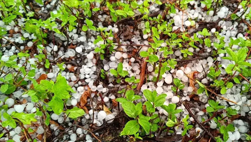 Temmuz Ortasında Aniden Gelen Dolu, Tarımda Ne Gibi Zararlar Yaratacak?