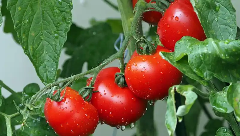 Domatesler, Milyonlarca Yıl Önceye Uzanan Bir Yolculuk Başlattı!