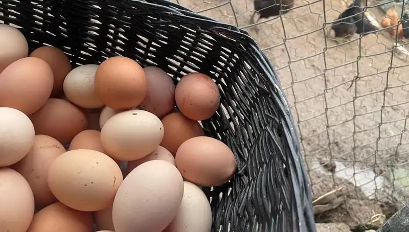 Okulların Açılmasıyla Birlikte Dünyanın En Ucuz Proteini: Fırsatlar ve Yenilikler