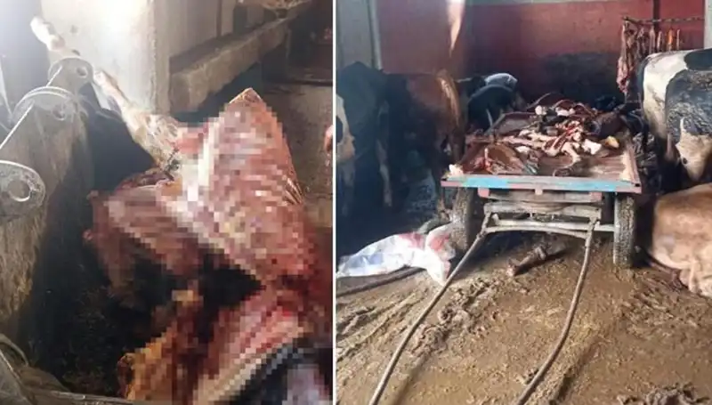 Adana'da 2,5 Ton At Eti Ele Geçirildi ve 4 At Kurtarıldı