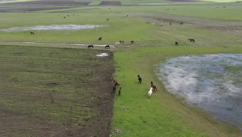 Kars'ın Doğasında Yılkı Atlarının Büyüleyici Dansı