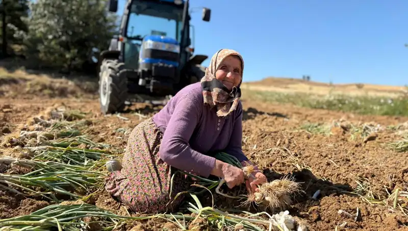 Selenyum Zengini: Günlük 1200 Lira Kazandıran Tarım Ürünü