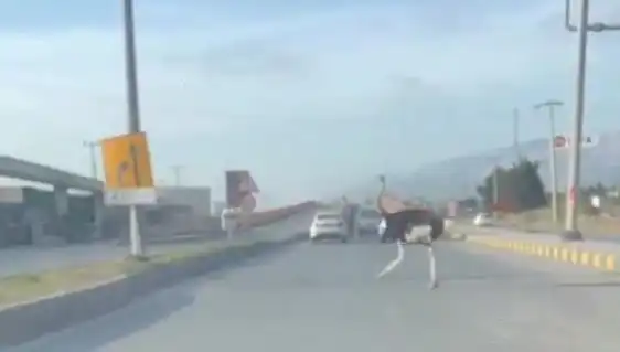 Trafikte Devekuşu Görmek: Şaşkınlıkla Dolu Bir An