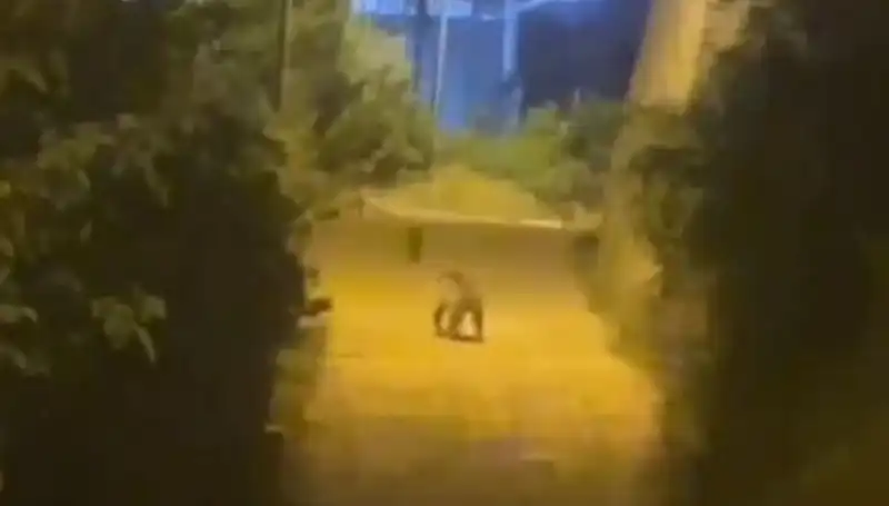 Gümüşhane'de Şehir Merkezine İnen Ayı Gözleri Üzerine Çekti