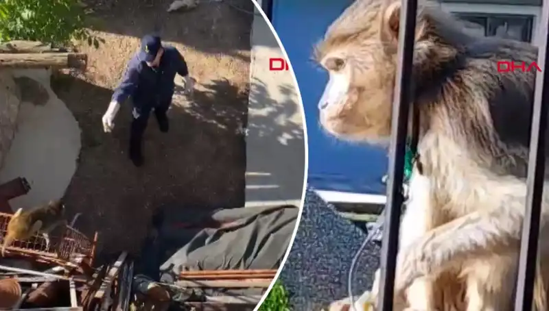 Muğla'da Eğlenceli Bir Maymun Kovalamacası Gündem Oldu