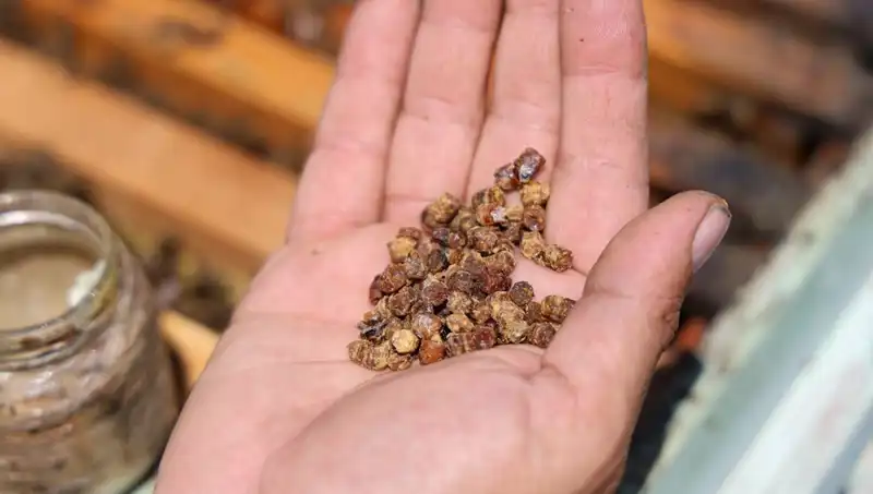 Eskiden Çöpe Giden Besin, Artık 3 Bin TL'den Satılıyor: Protein Cenneti