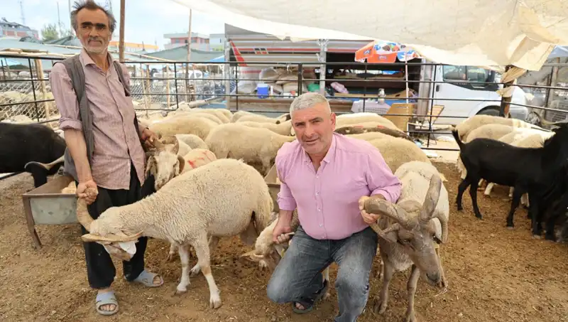 Kurban Pazarında Dikkatleri Üzerine Çeken 4 Boynuzlu Koçların Yükselişi