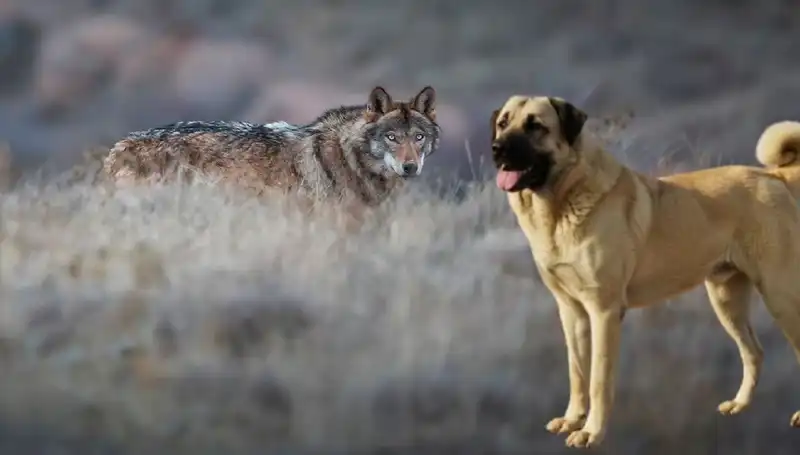Türkiye'de Kangal Köpeği Talebindeki Patlama: Kurt Popülasyonu ve Koruma Stratejileri