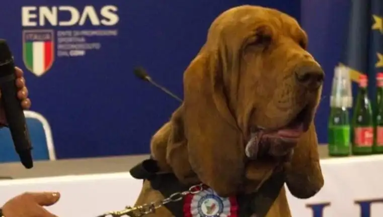 Arama Köpeğine Suikast: Çivili Sosisle Hayatı Kayıp!