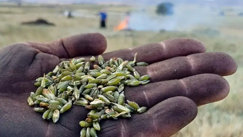 Firik Sezonu Kapılarını Araladı: Bu Lezzeti Kaçırmayın!