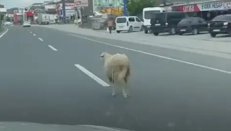 Yalova'da Kaçan Kurbanlık Hayvanlar Trafiği Altüst Etti