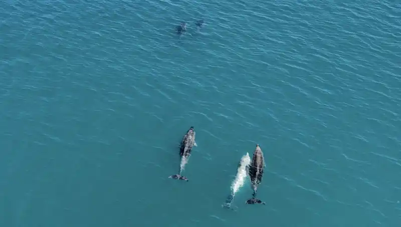 Karadeniz’deki Yunus Sürüleri Drone ile Görüntülendi, Doğanın Güzelliği İki Kat Artık!