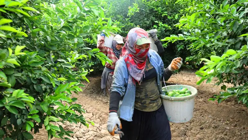 Karpuzun Kilosu 150 Lirayı Aştı: Fiyatları Düşürecek Hasat Sezonu Kapıda!