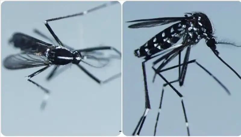 Chikungunya Virüsü Hakkında Bilinmesi Gereken Her Şey!