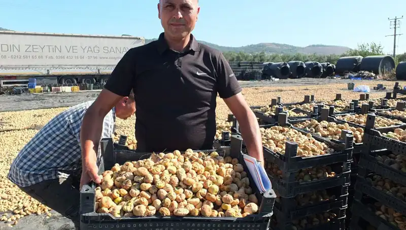Balıkesir'de Hasat Dönemi: Çin ve Rusya Pazarlarına Açılan Kapılar