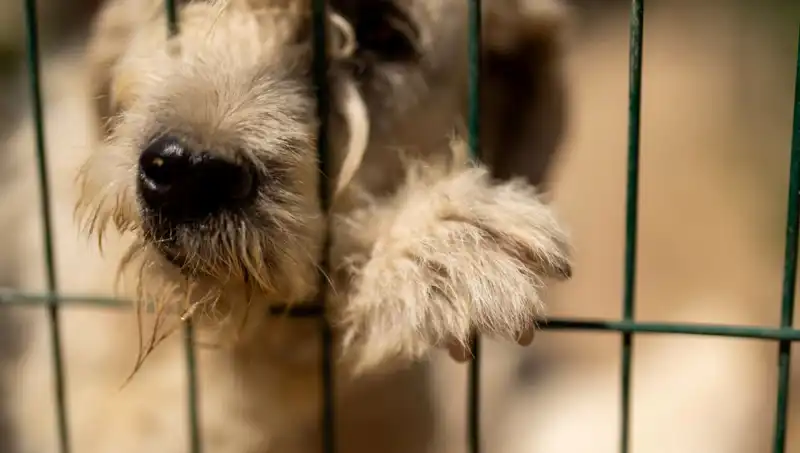 İş Stresinin Şaşırtan Etkisi: Köpeklerin Psikolojisi ve Sağlığı