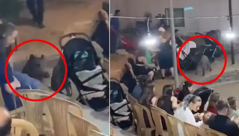 Düğün Törenine Yaban Domuzu Tarafından Yapılan Şaşırtıcı Baskın