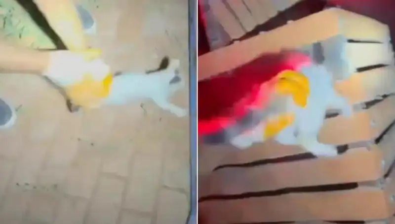 Gece Yarısı İtfaiye Ekibinden Kedi Kurtarma Operasyonu Gerçekleşti